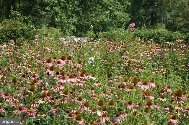 302 Little Long Mountain Road Huntly, VA 22627 - Photo 8 of 26 Butterfly Garden