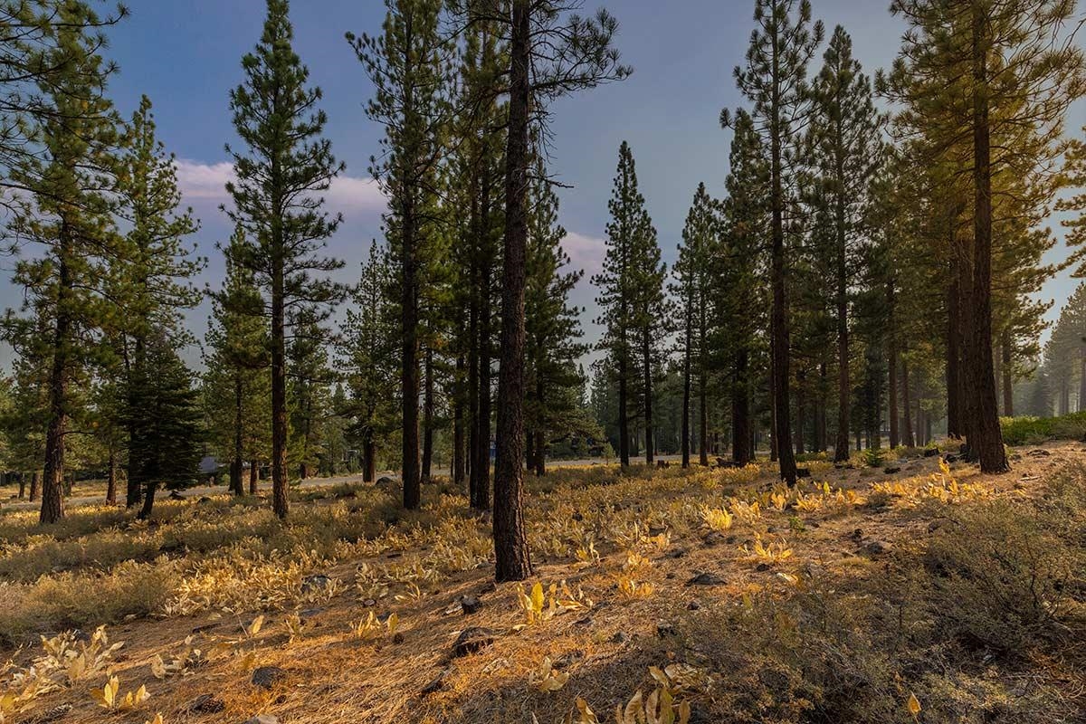 8297 Ehrman Drive Truckee, CA 96161 - Photo 7 of 23 a view of covered with trees
