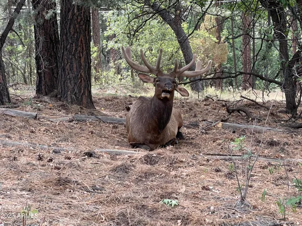 $299,000 | 4770 Pine Shadows Lane, Unit 2, Pine, AZ 85544
