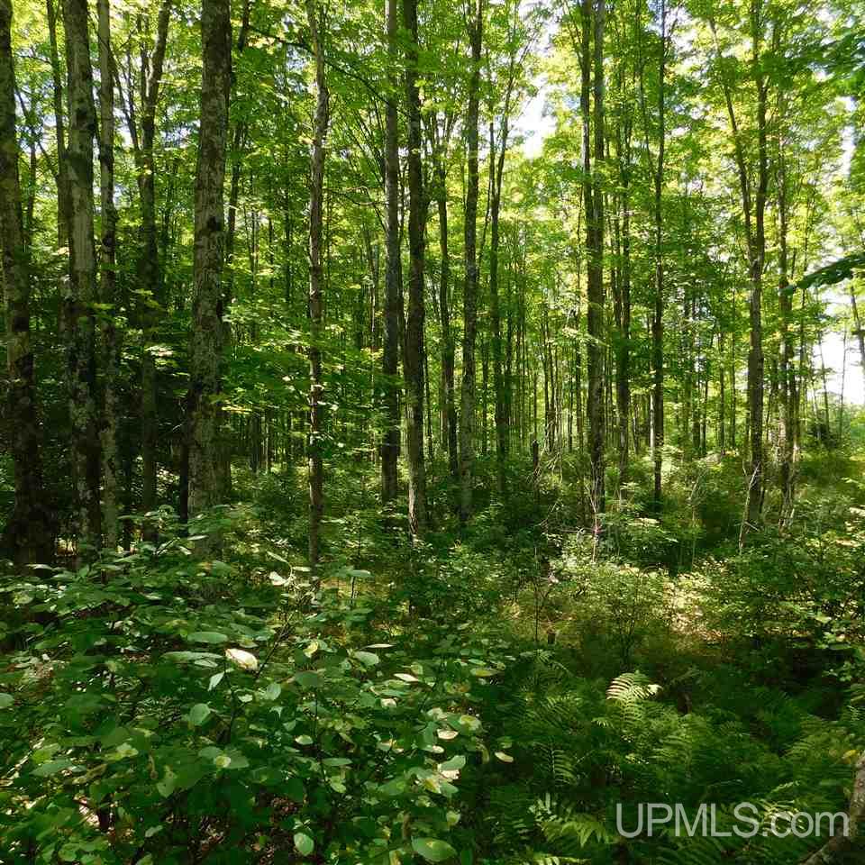 Tbd Off Solberg Lake Road Felch, MI 49831 - Photo 4 of 9