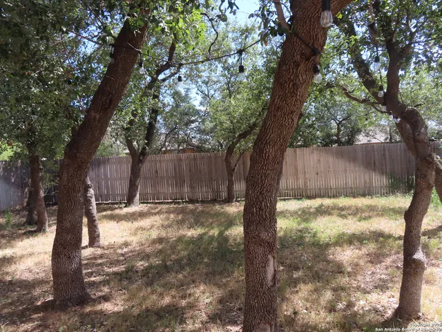 a view of backyard with tree