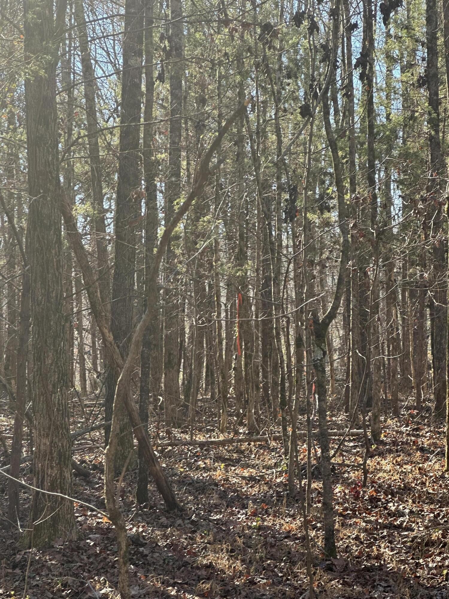 5 Lower River Road Northwest Charleston, TN 37310 - Photo 3 of 5 a view of forest