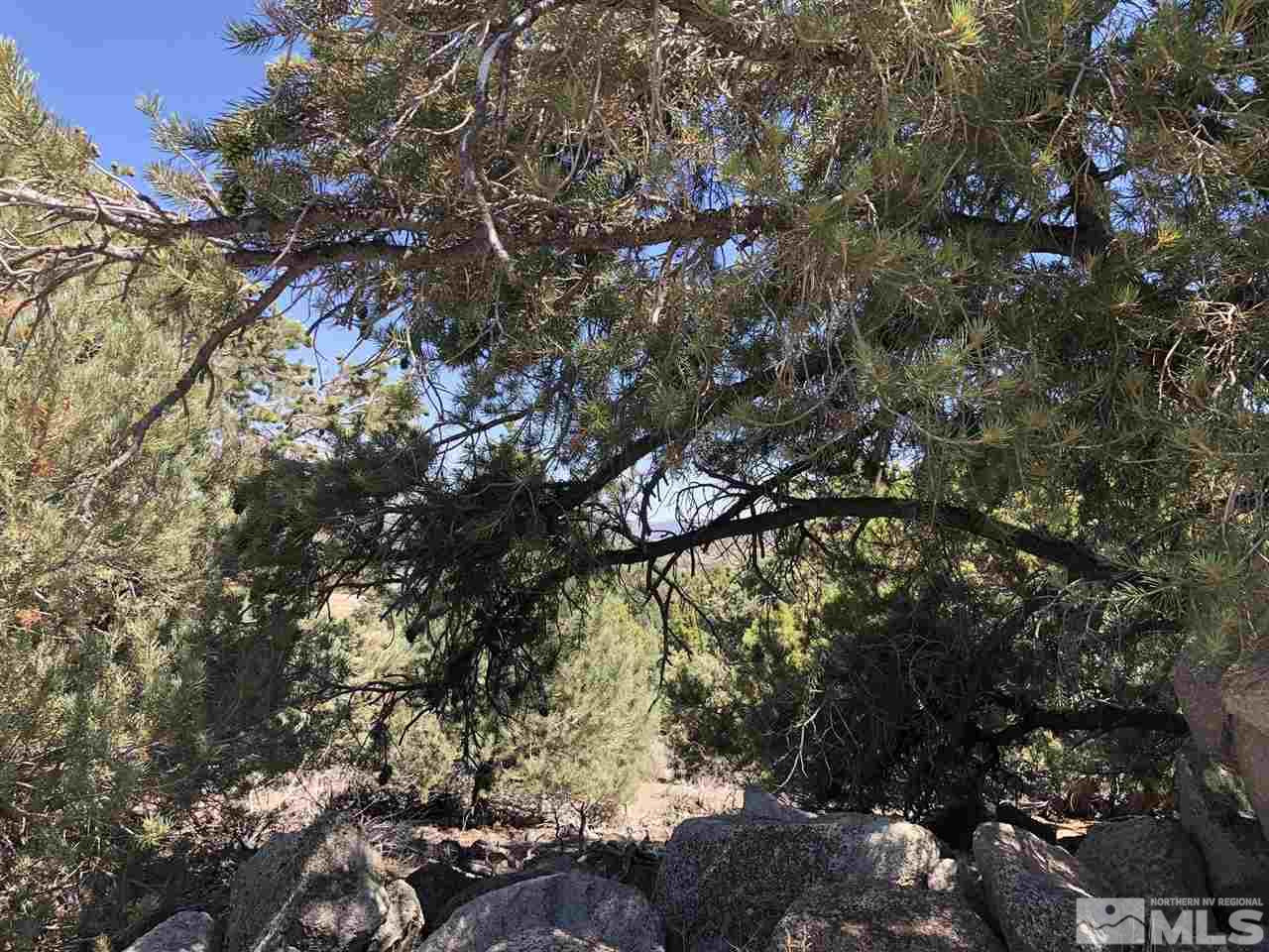 1545 Prospect Road Reno, NV 89521 - Photo 8 of 9 a view of tree