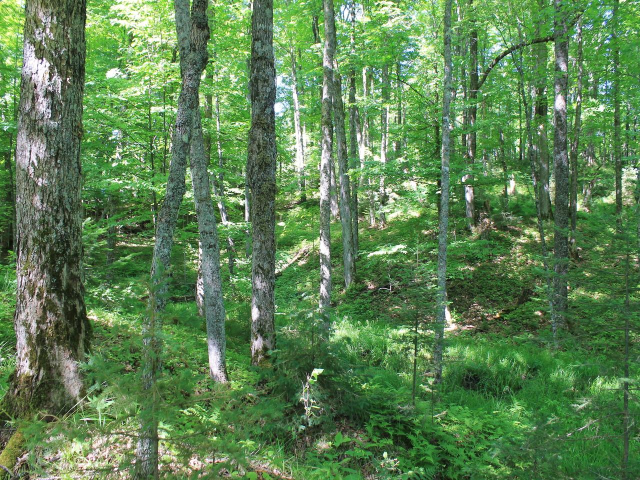 Lot One Fisher Lake Road Mercer, WI 54547 - Photo 27 of 34 Gallery Image 27