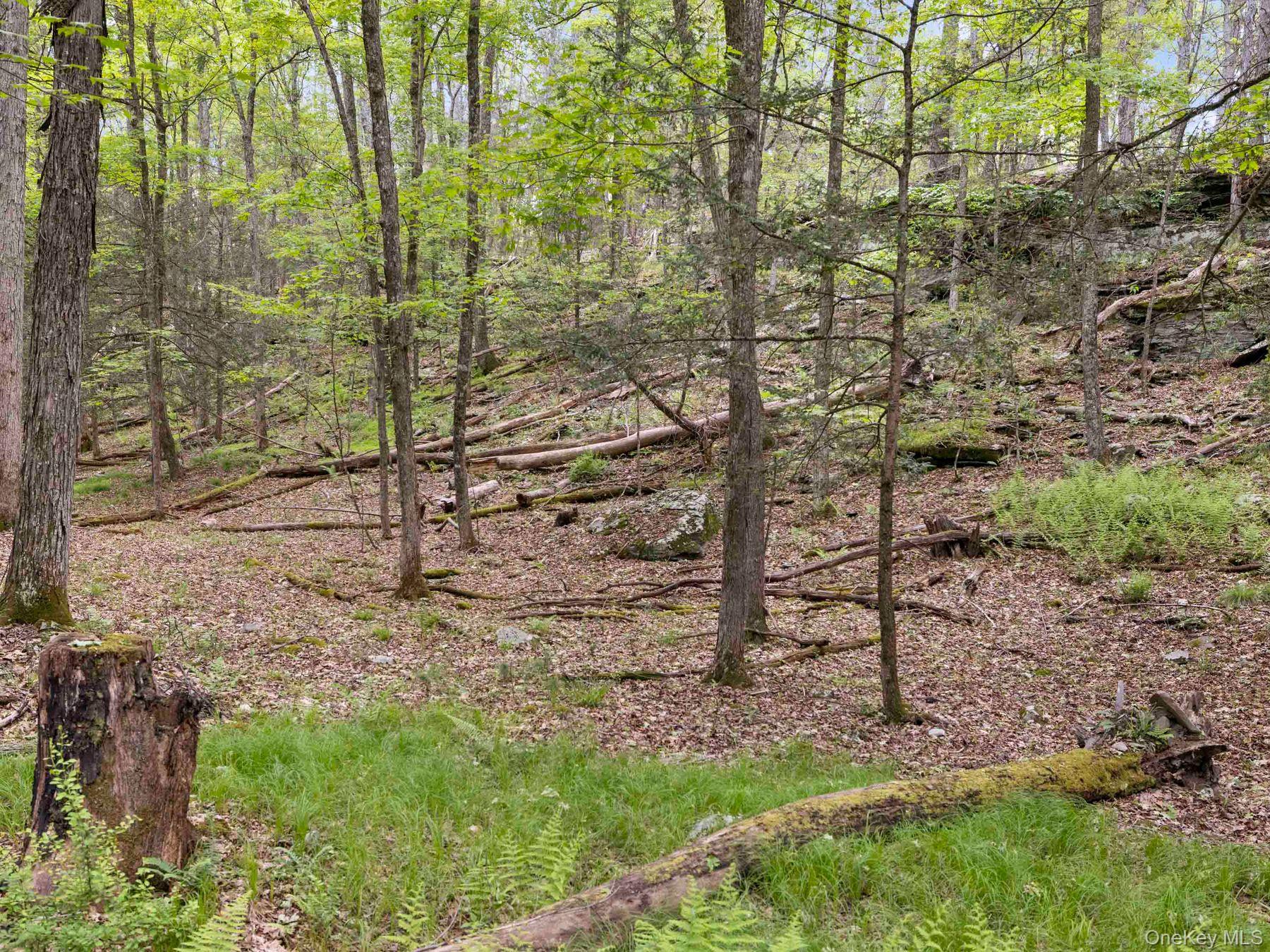 40 Mamoud Hills Road Kingston, NY 12401 - Photo 30 of 42 a view of a yard with lots of bushes
