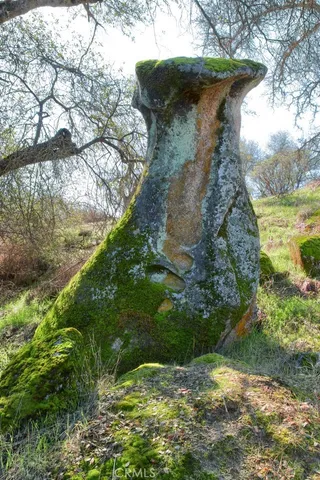 a view of a garden with a tree