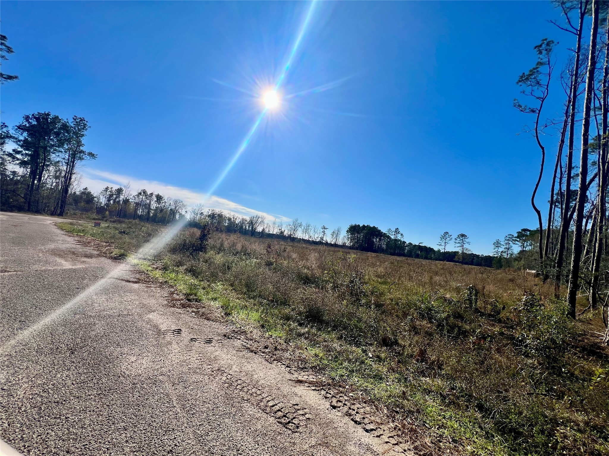 0 Lady Bug Court Porter, TX 77365 - Photo 7 of 14 a view of a dry yard with trees