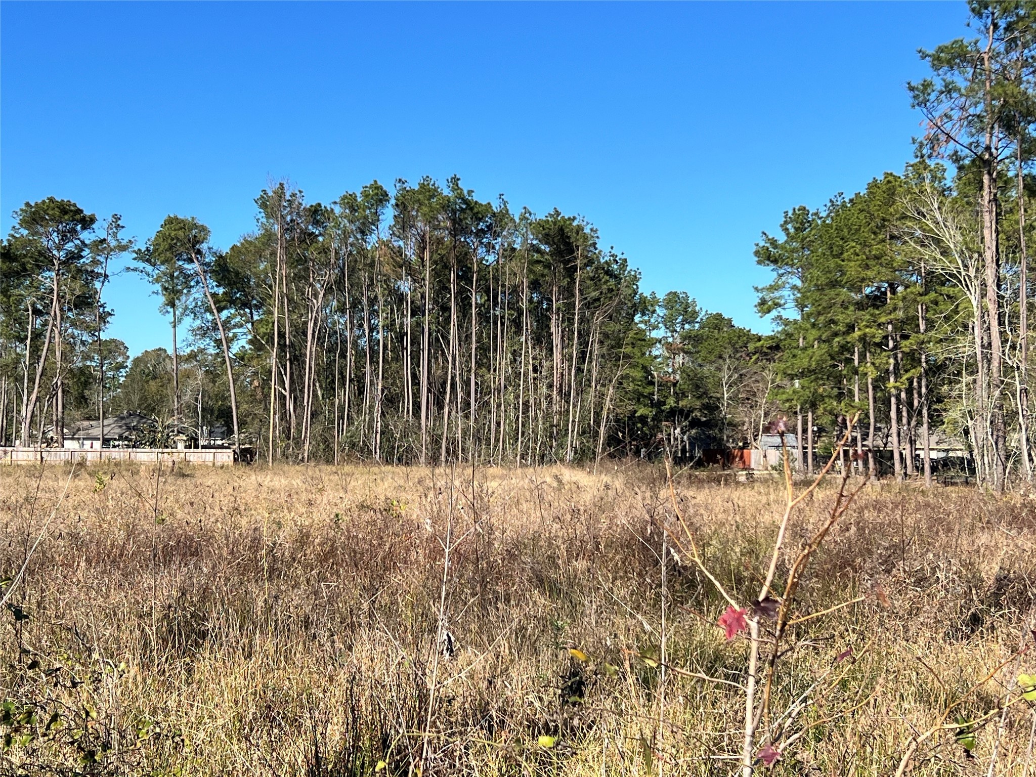 0 Lady Bug Court Porter, TX 77365 - Photo 10 of 14 a view of dirt yard with a tree