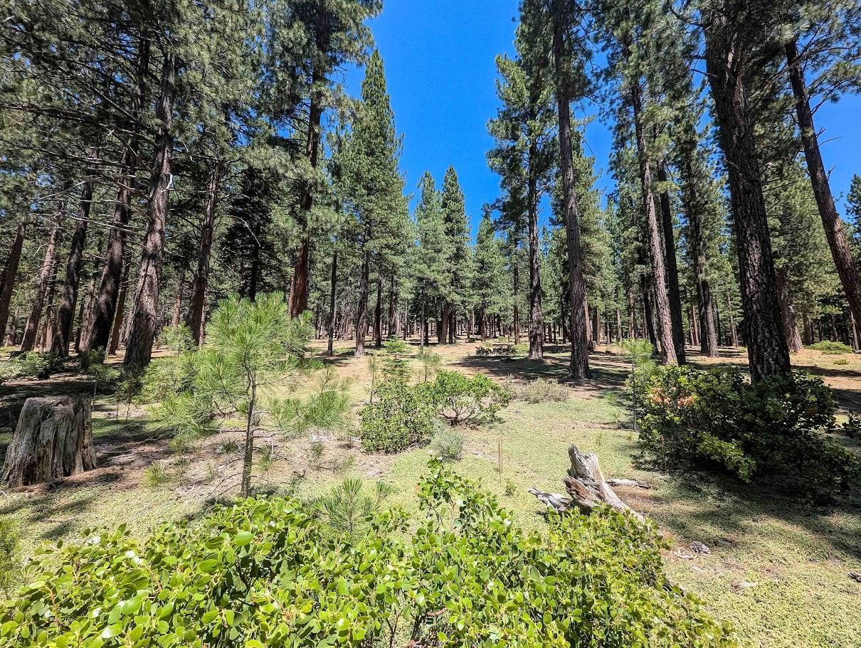 11360 Ghirard Road Truckee, CA 96161 - Photo 6 of 13 a view of outdoor space with trees