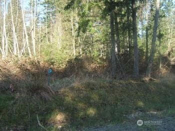 8406 112th Avenue Anderson Island, WA 98303 - Photo 3 of 4 a view of a forest that has a lots of trees