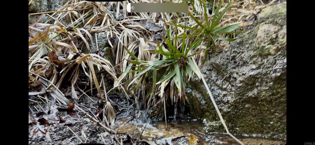 De Luz Murrieta Road Fallbrook, CA 92028 - Photo 20 of 34 a close up of a plant