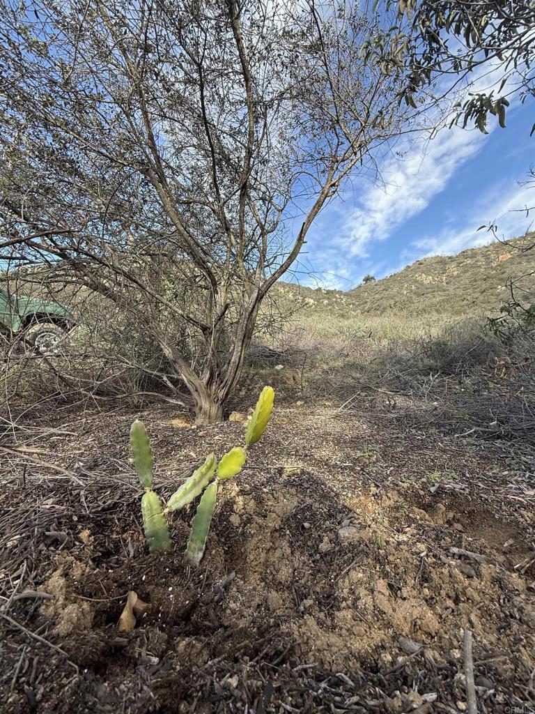 De Luz Murrieta Road Fallbrook, CA 92028 - Photo 26 of 34 a backyard of a house with a forest