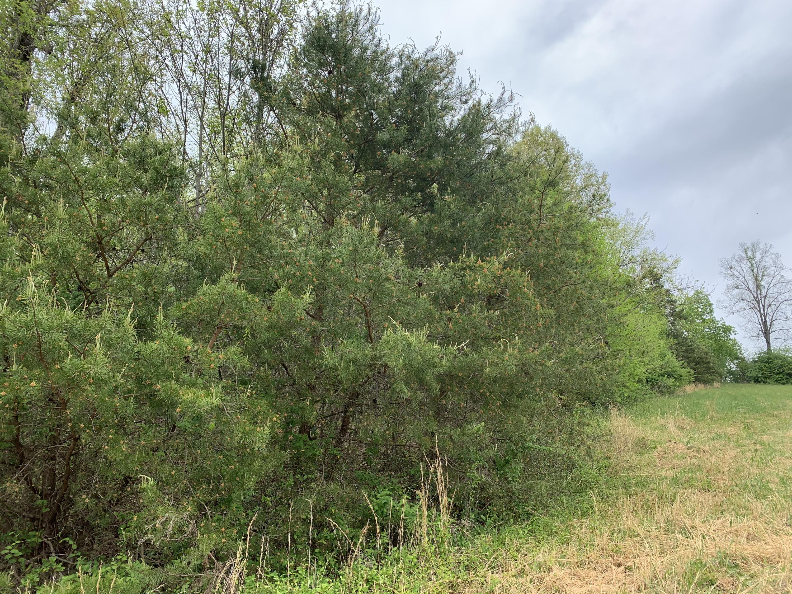 3475 Peterson Road Greenback, TN 37742 - Photo 2 of 6 Views of the wooded lot