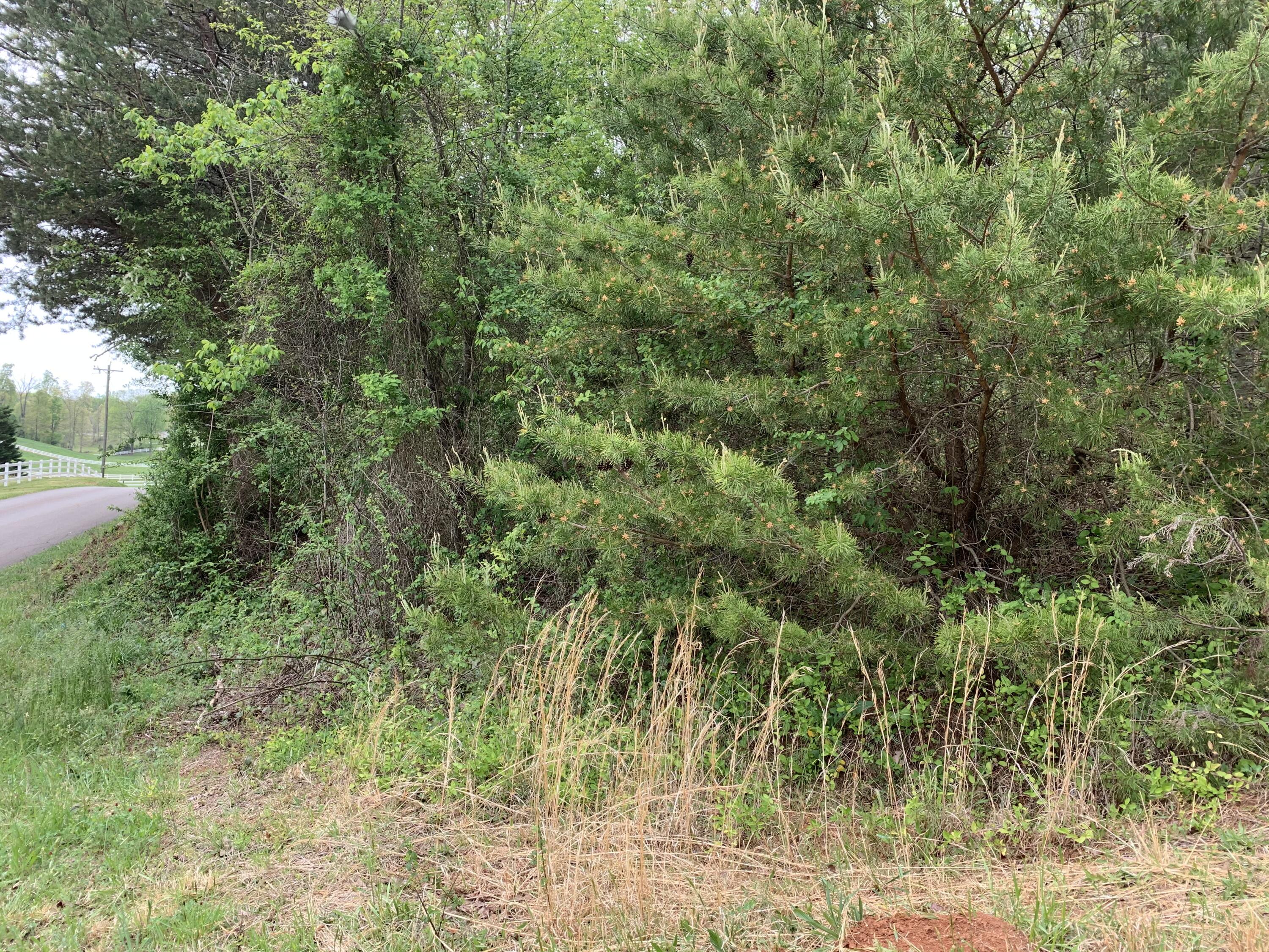 3475 Peterson Road Greenback, TN 37742 - Photo 3 of 6 View of the wooded lot