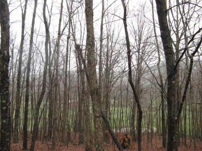 2800 East Fork Road Means, KY 40346 - Photo 12 of 22 Photo 12
