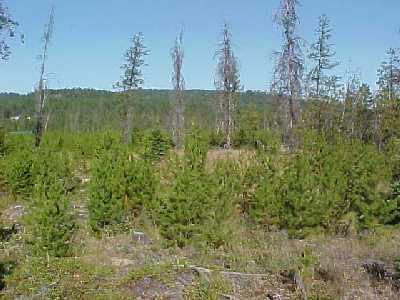 Spring Valley Newport, WA 99156 - Photo 1 of 1 Listing Photo