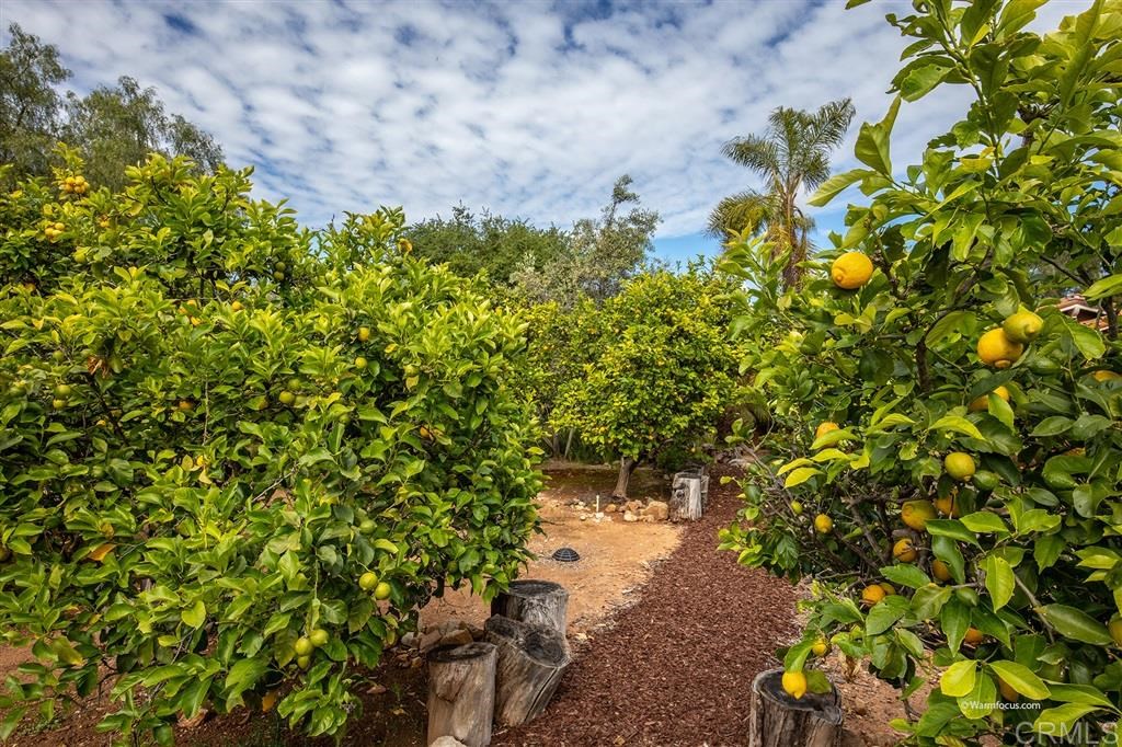 16759 Zumaque Street Rancho Santa Fe, CA 92067 - Photo 22 of 23 Gallery Image 22