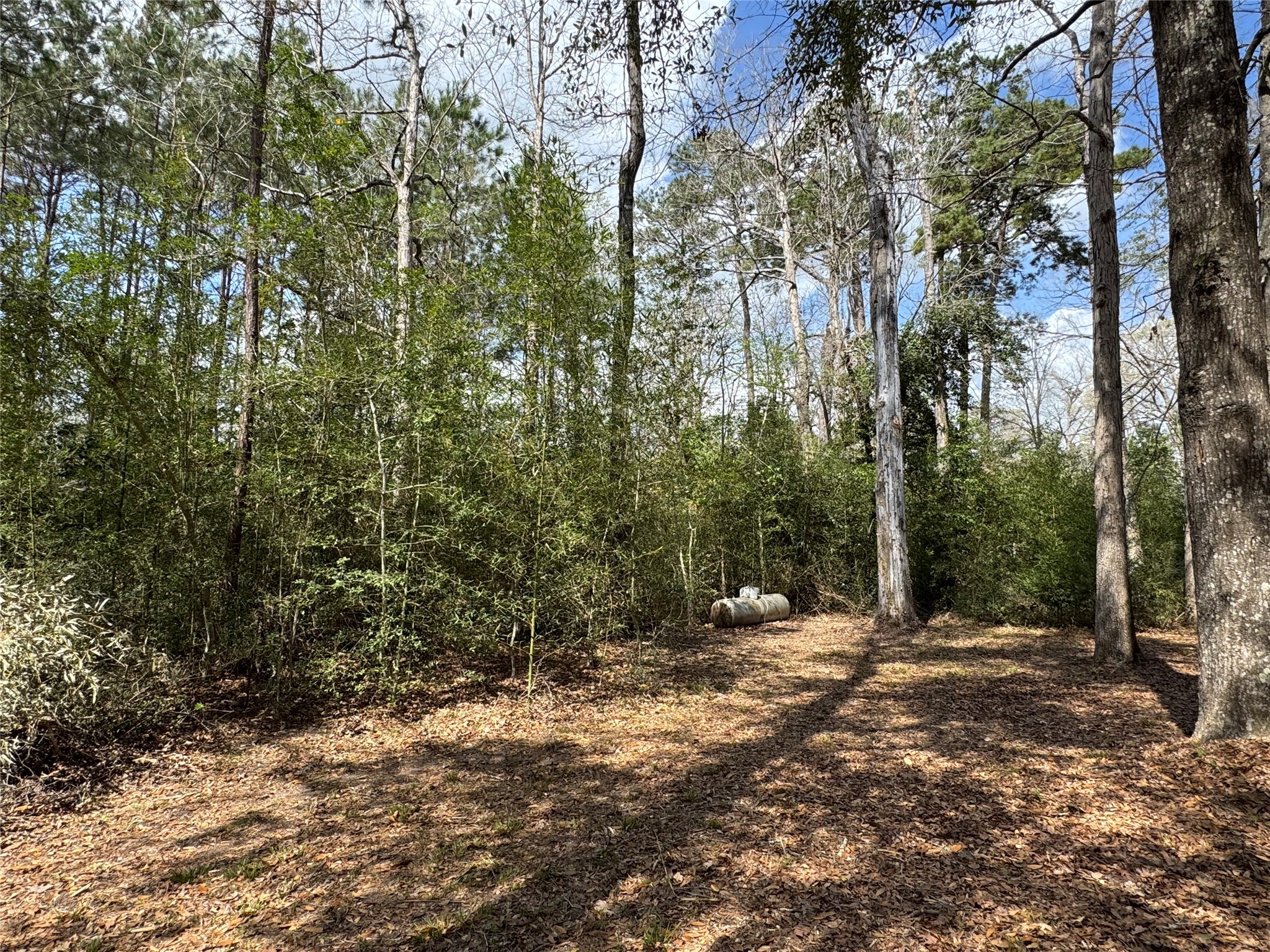 317 Bob Wills Road Livingston, TX 77351 - Photo 23 of 24 a view of outdoor space and yard