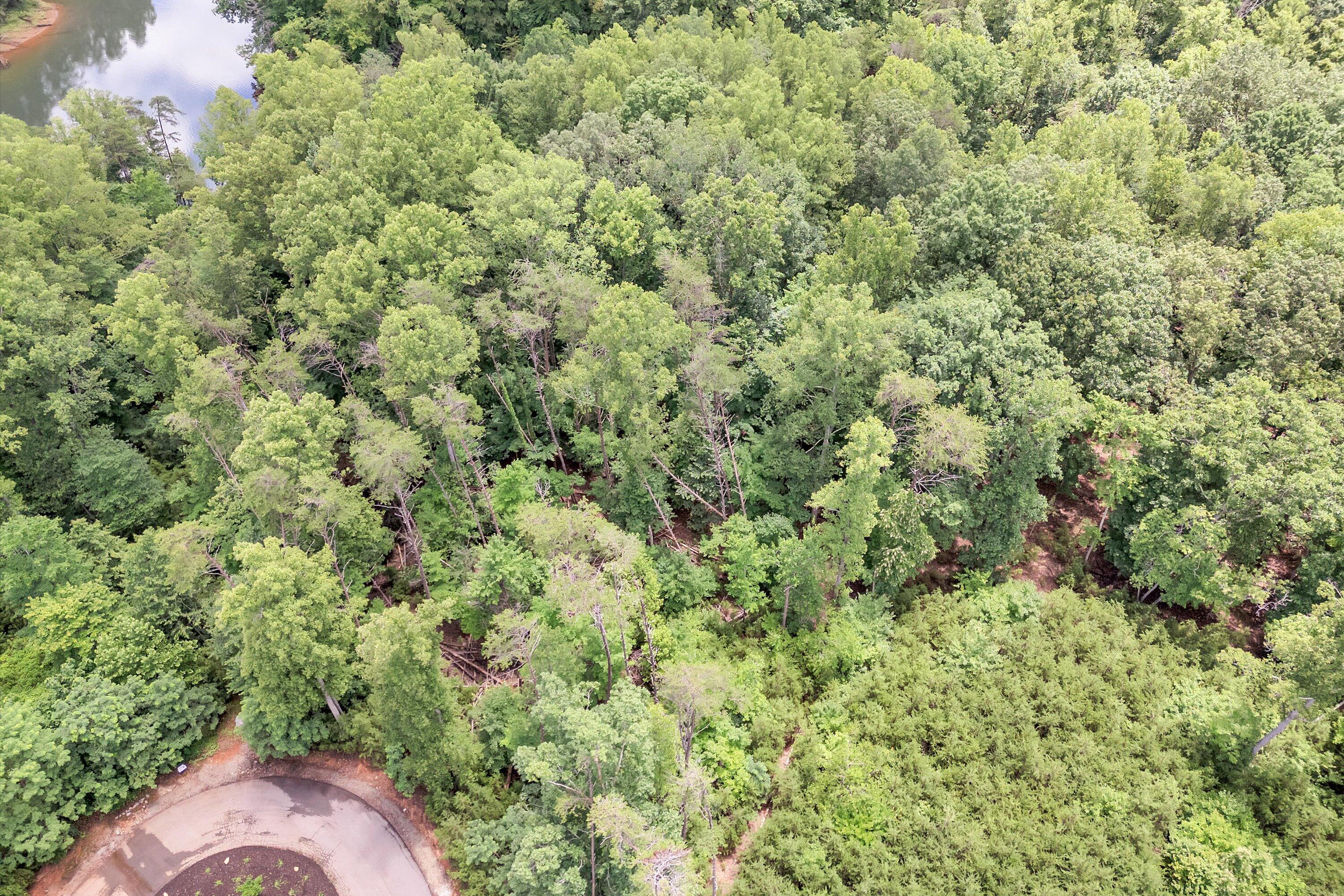 Lot 171 Talon Ridge Court Pittsville, VA 24139 - Photo 11 of 21 a view of a forest with a tree