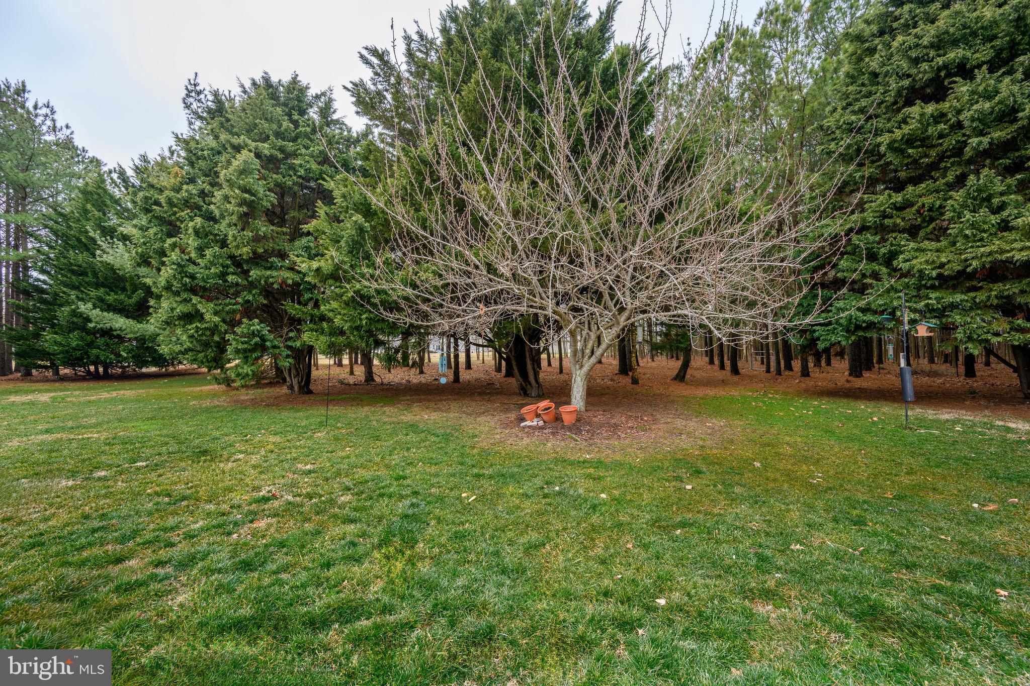 319 Wye Road Queenstown, MD 21658 - Photo 6 of 29 a view of trees in a yard