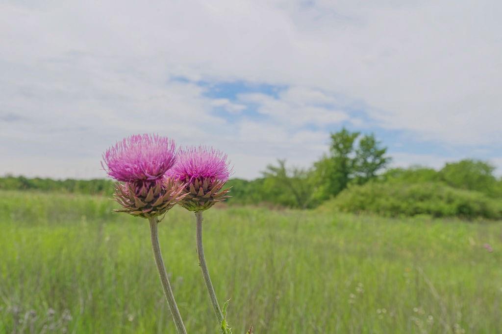 Pleasant Valley-lot2 Road Paola, KS 66071 - Photo 27 of 29