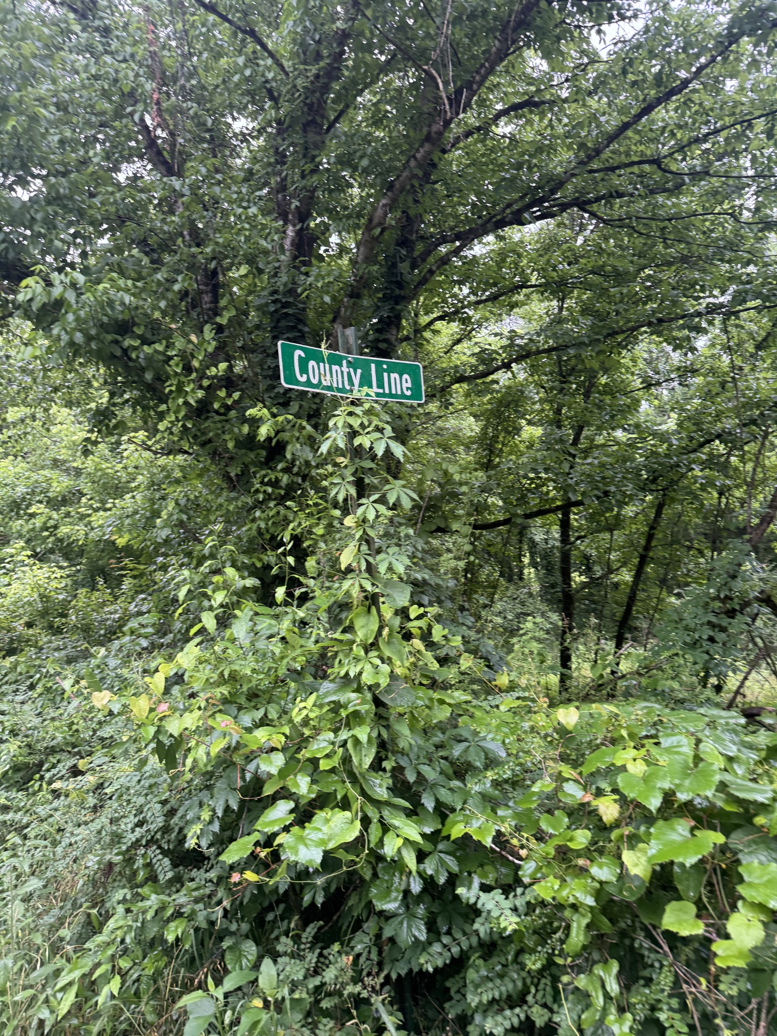 197 Blue Smith Road Petersburg, TN 37144 - Photo 11 of 29 a green field with lots of bushes