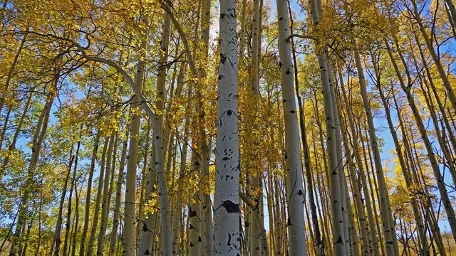 $9,995,000 | 6495 Long Ridge, Toponas, CO 80479