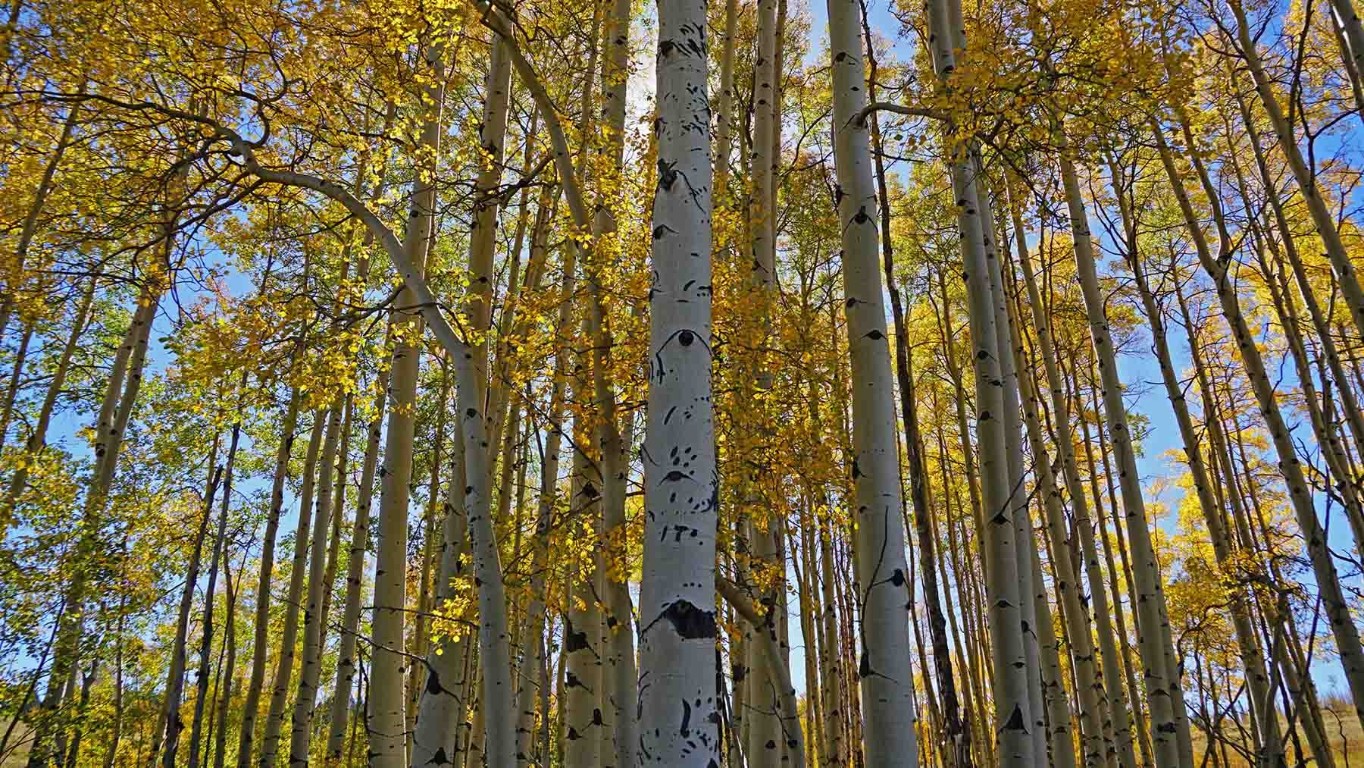 6495 Long Ridge Toponas, CO 80479 - Photo 35 of 50