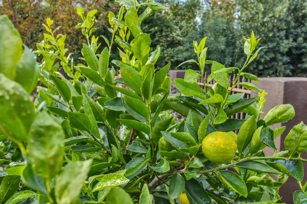 408 Sutter Street Folsom, CA 95630 - Photo 58 of 73