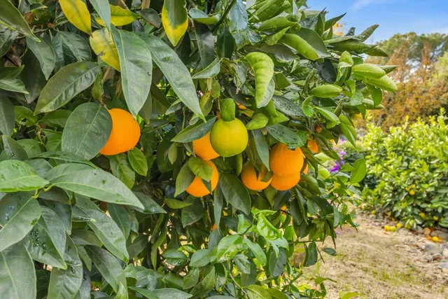 $999,000 | 408 Sutter Street, Folsom, CA 95630