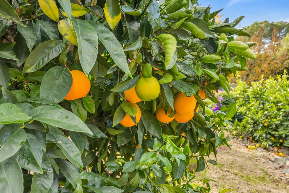 408 Sutter Street Folsom, CA 95630 - Photo 59 of 73 a close up of a flower in a garden