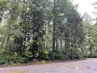 a view of a forest with trees in front of it