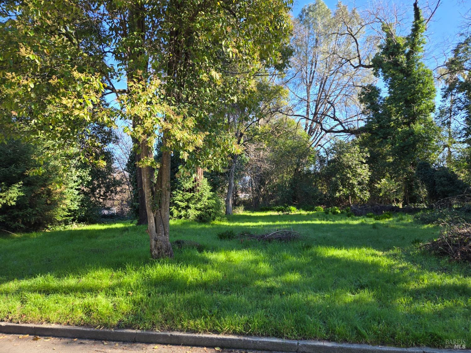 0 North School Street Ukiah, CA 95482 - Photo 12 of 20 a view of a trees in a yard