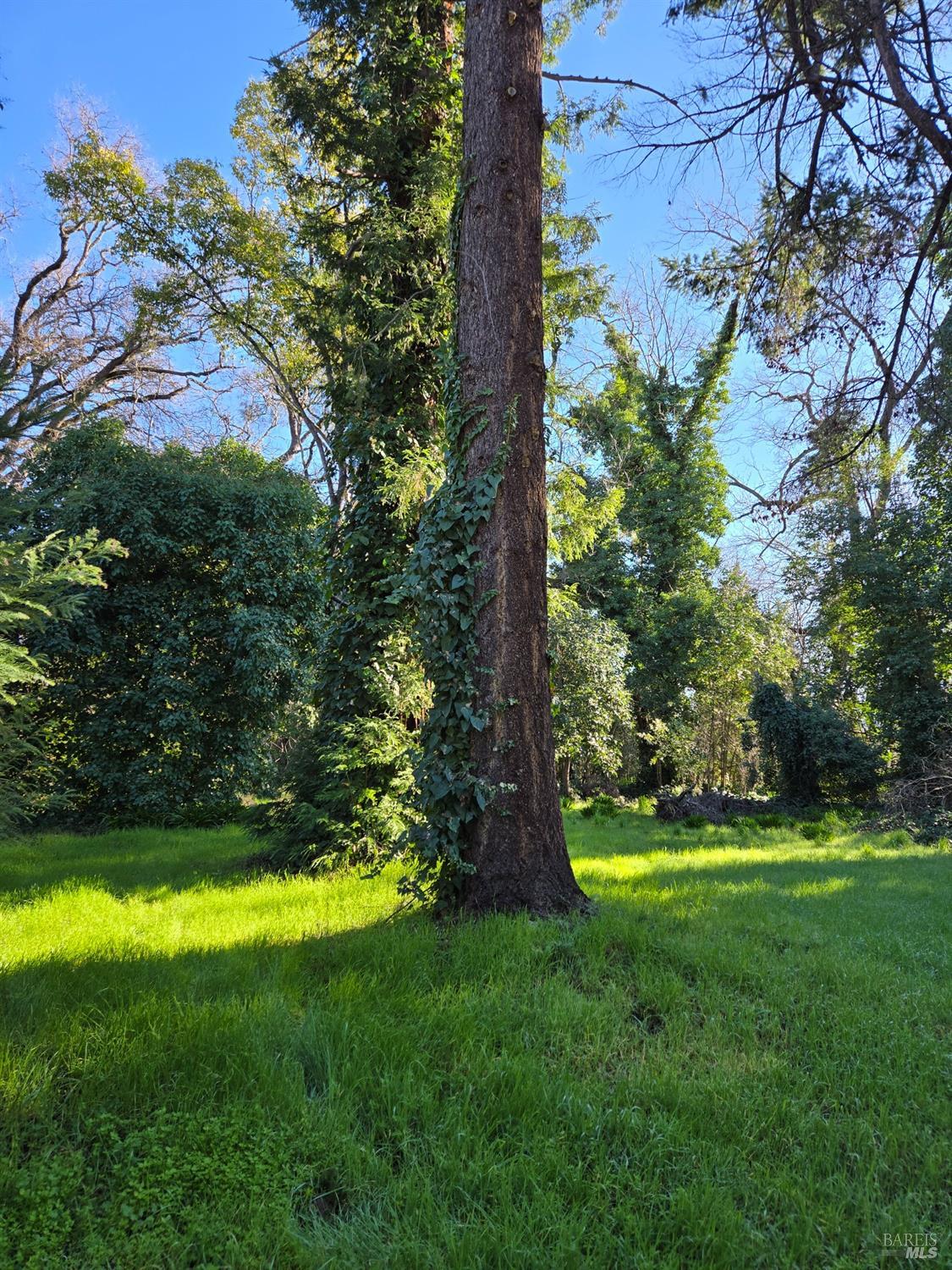 0 North School Street Ukiah, CA 95482 - Photo 13 of 20 a view of a yard