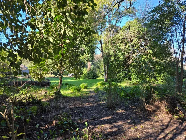 a view of a tree in a yard