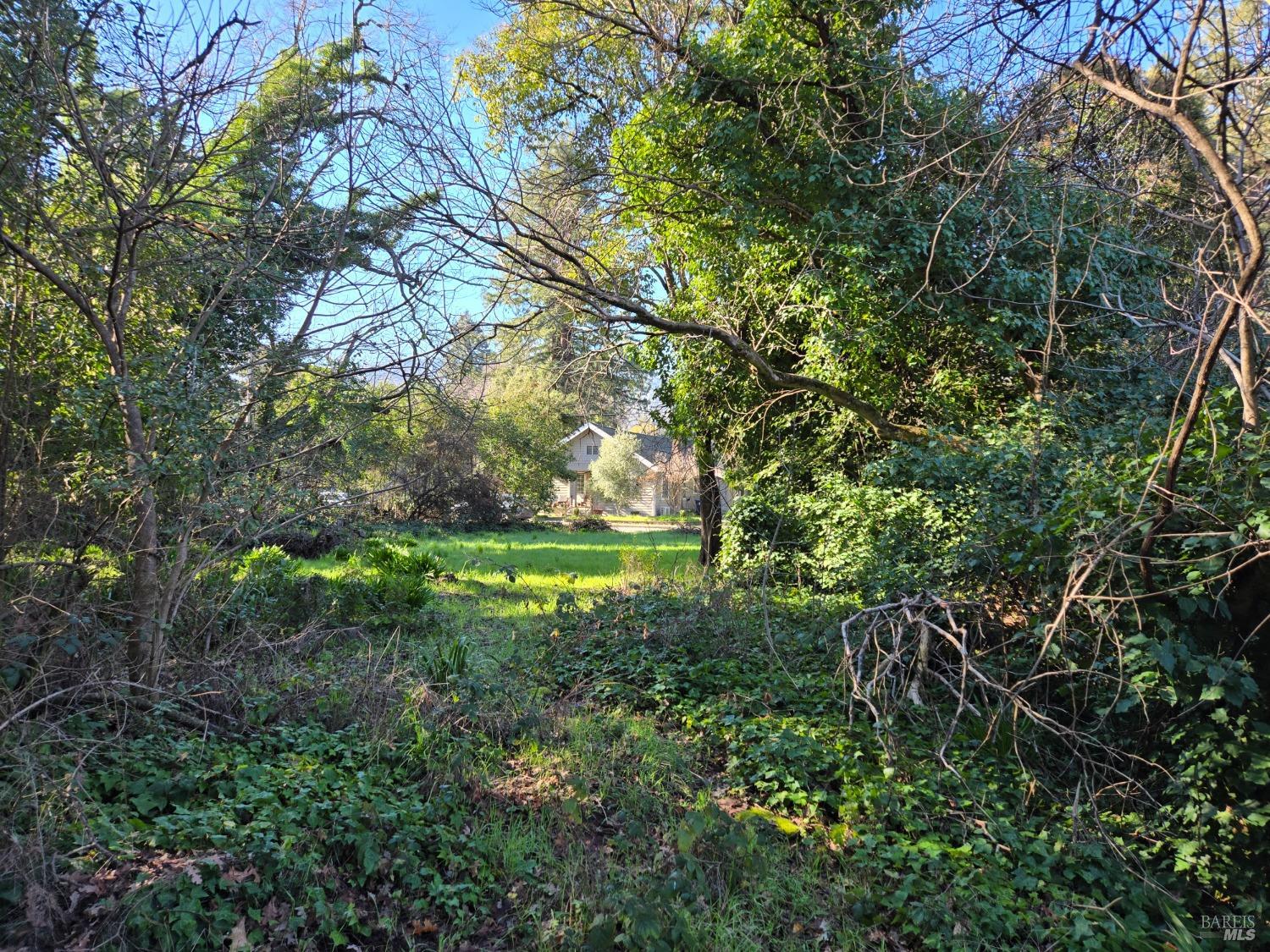 0 North School Street Ukiah, CA 95482 - Photo 15 of 20 a view of a yard with a tree