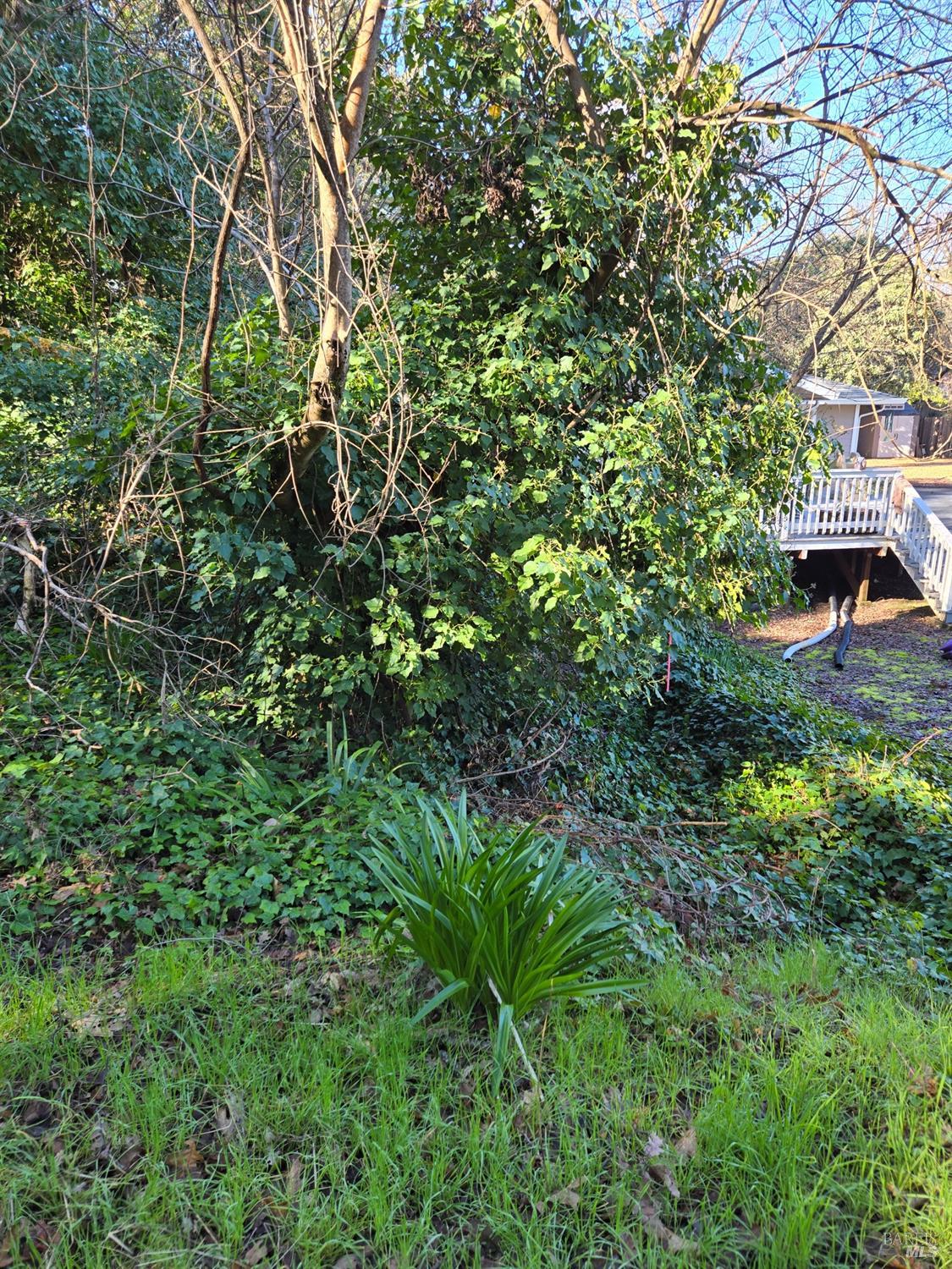0 North School Street Ukiah, CA 95482 - Photo 16 of 20 a view of a garden