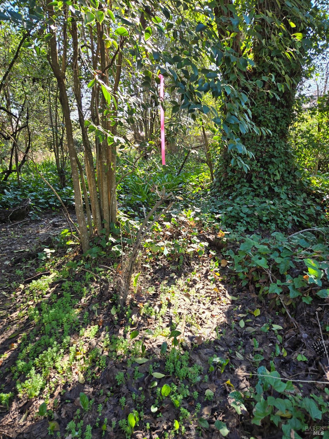 0 North School Street Ukiah, CA 95482 - Photo 19 of 20 a backyard of a house with lots of green space