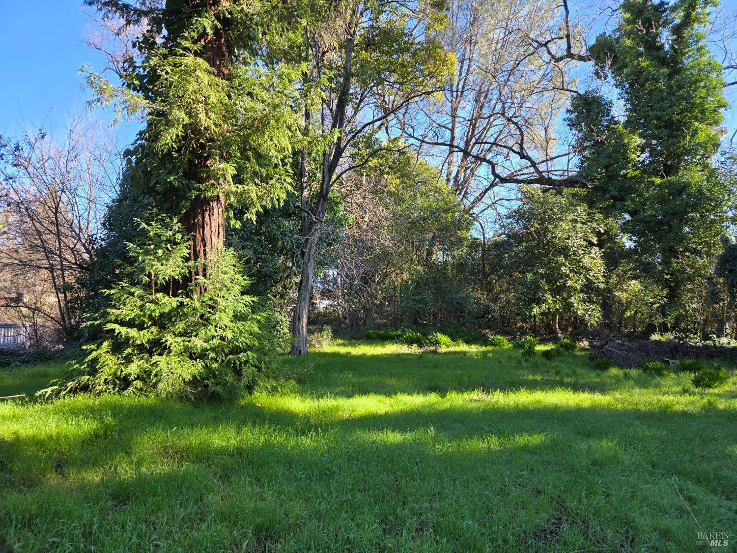 0 North School Street Ukiah, CA 95482 - Photo 4 of 20 a view of a backyard with large trees