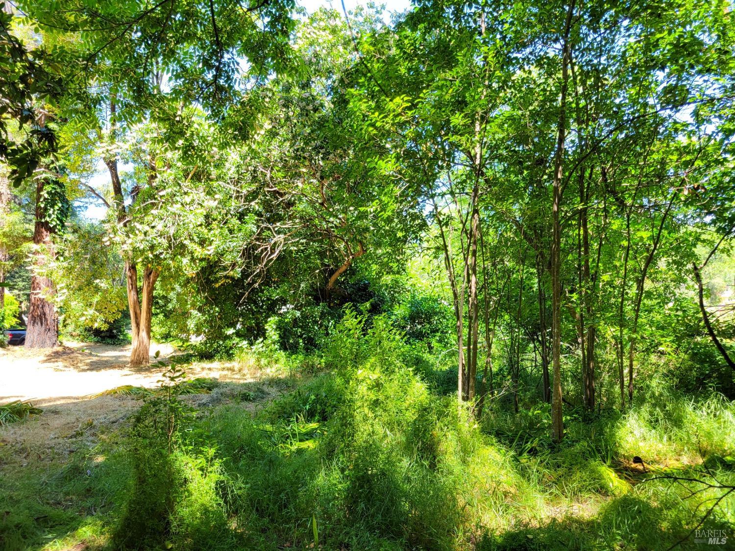 0 North School Street Ukiah, CA 95482 - Photo 6 of 20 a view of a yard with plants and tree