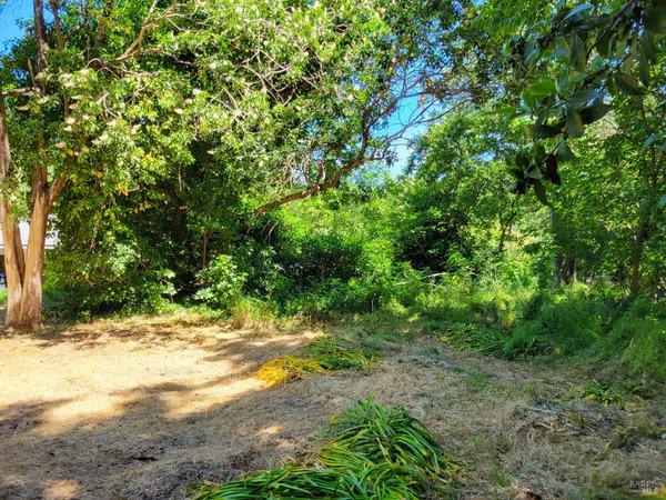 a view of a yard with plants and trees