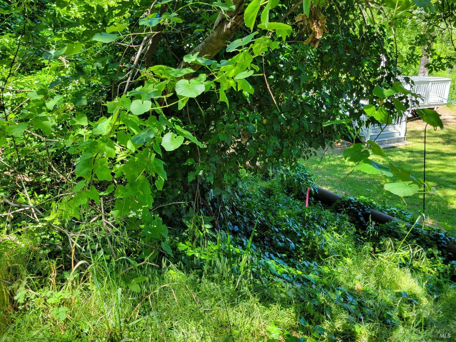0 North School Street Ukiah, CA 95482 - Photo 9 of 20 a backyard of a house with lots of green space