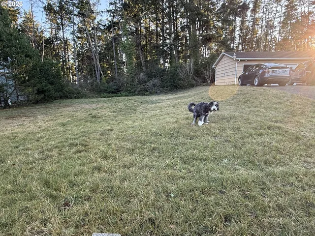 a view of a backyard with a tree