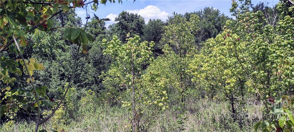 3492 River Road Hickory, NC 28602 - Photo 1 of 17 a view of a forest with a tree