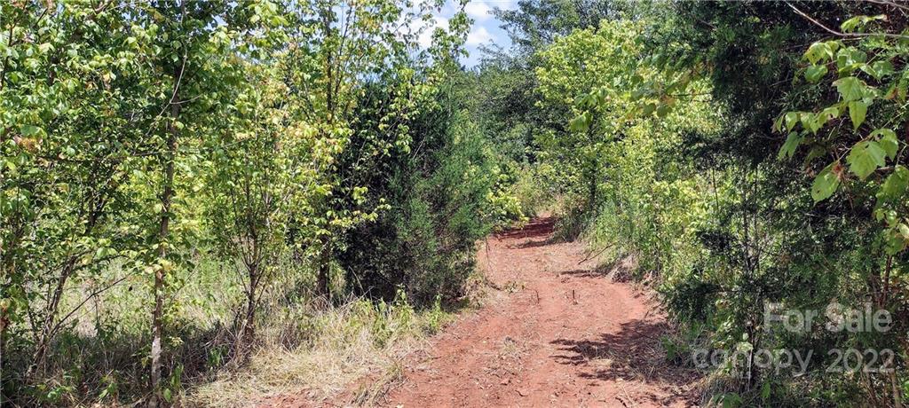 3492 River Road Hickory, NC 28602 - Photo 3 of 17 a view of a forest with trees in the background