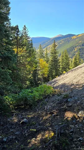 a view of a yard with plants and large trees