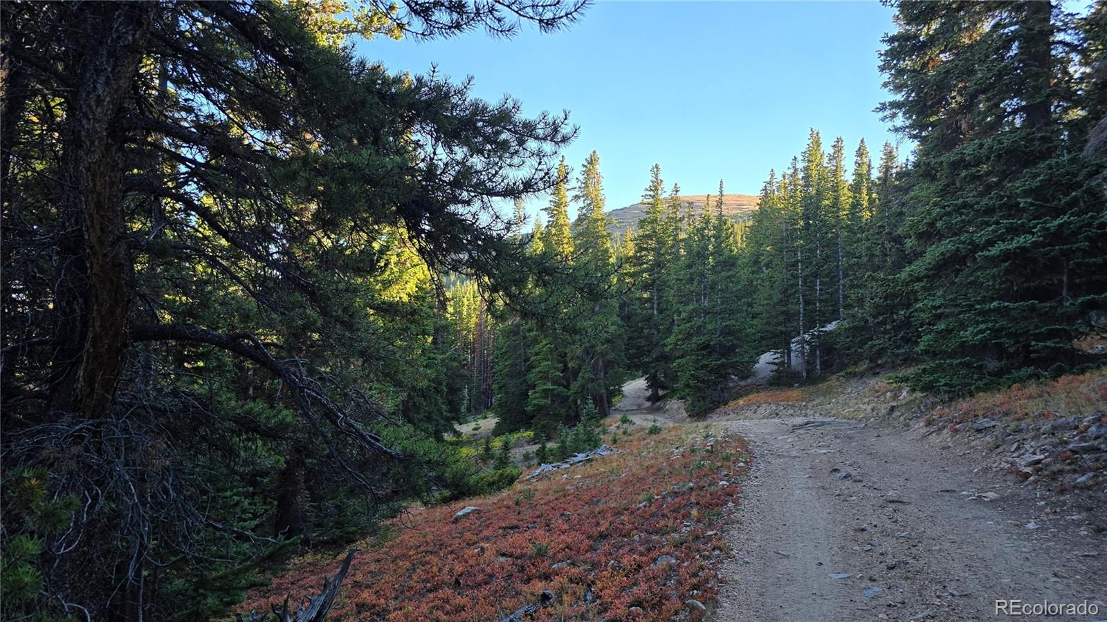 Democrat Mountain Empire, CO 80438 - Photo 13 of 16 a view of a yard with plants and large trees