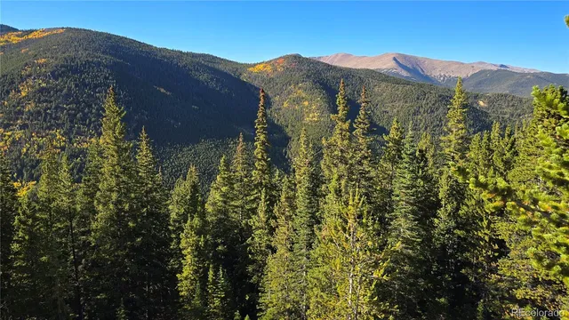 a view of a forest with trees in the background