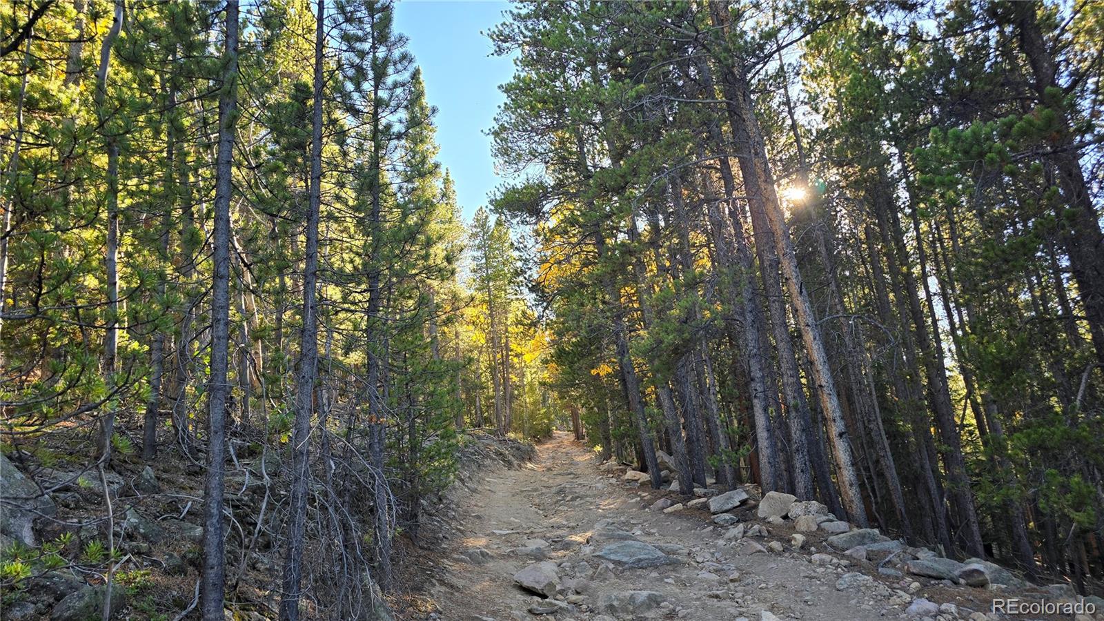 Democrat Mountain Empire, CO 80438 - Photo 15 of 16 a view of a forest with trees in the background