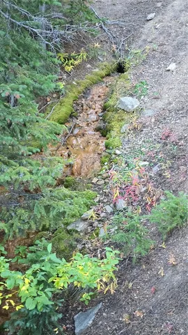 a view of a garden with a flower